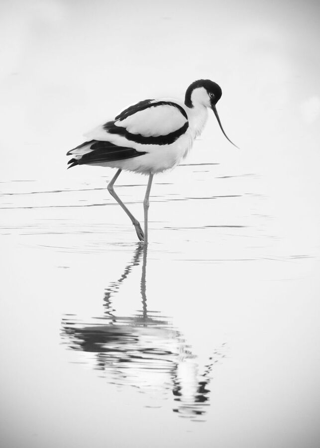Avocet - Ian Parker